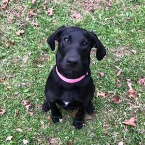 Meet your Posher, Allison